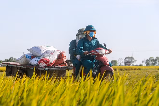 Được sự chỉ đạo của Ban chỉ đạo phòng chống dịch Covid-19 của xã, mọi lực lượng trên địa bàn xã đã chung tay góp sức giúp đỡ bà con thu hoạch lúa, hoa màu để bà con phần nào cải thiện được đời sống và vẫn đảm bảo công tác phòng dịch được thực hiện nghiêm túc.