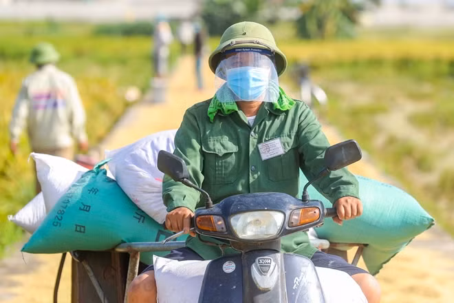 Một tình nguyện viên của xã đi chở thóc đã đóng bao về cho bà con. Mặc dù ngoài trời rất nóng, nhiệt độ nhiều lúc lên đến cả hơn 40 độ C nhưng kể từ khi mùa gặt bắt đầu, lực lượng tình nguyện viên, đoàn viên, dân quân tự vệ đã có mặt từ sáng sớm đến 8-9 giờ tối để giúp đỡ bà con việc đồng áng.