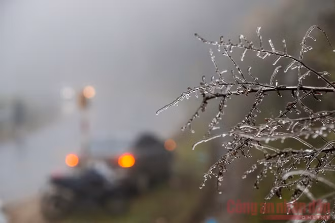 Băng giá trên các cành cây.