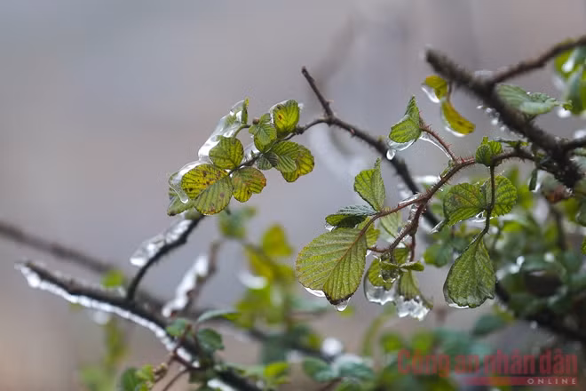 Rét đậm làm đóng băng cây cối, mặt đường...
