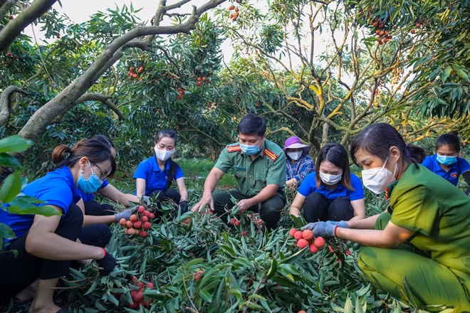 Công an, đoàn viên thanh niên huyện đều là người địa phương Lục Ngạn nên rất thạo việc thu hoạch vải. Chỉ trong một buổi sáng, vườn vải trên hồ Chính đã được mọi người thu hoạch hết và từ đó đưa lên thuyền để đến nơi tập kết.