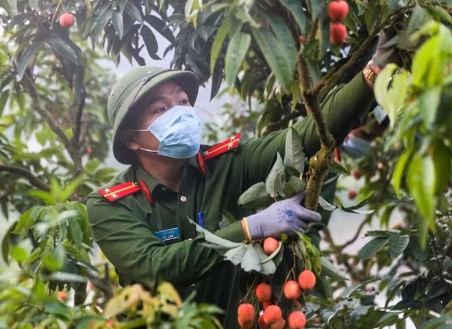 Ngay từ sáng sớm, hơn 20 chiến sĩ công an huyện Lục Ngạn đã có mặt tại một trong nhiều vườn vải của thôn Chính (xã Hồng Giang, huyện Lục Ngạn, tỉnh Bắc Giang).