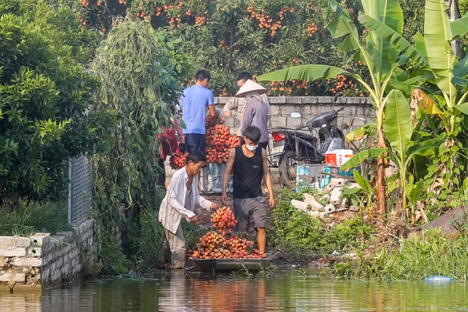 Tại bên thuyền, người dân sẽ xếp vải lên xe máy và chở ra ngã ba Kép - nơi tập trung nhiều lái buôn và xưởng ướp đá cho vải để vận chuyển đi xa.