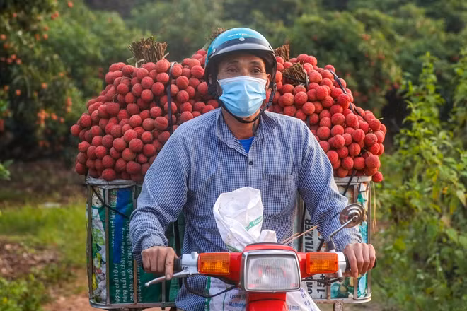 Năm nay, do ảnh hưởng của dịch COVID-19 nên không có lái buôn Trung Quốc sang mua vải. Đây là một nguồn thu rất lớn đối với người dân Lục Ngạn tuy nhiên nhờ nỗ lực của các Sở, Ban, Ngành mà vải Lục Ngạn năm nay tuy không được giá nhưng lại có thị trường tiêu thụ ổn định.