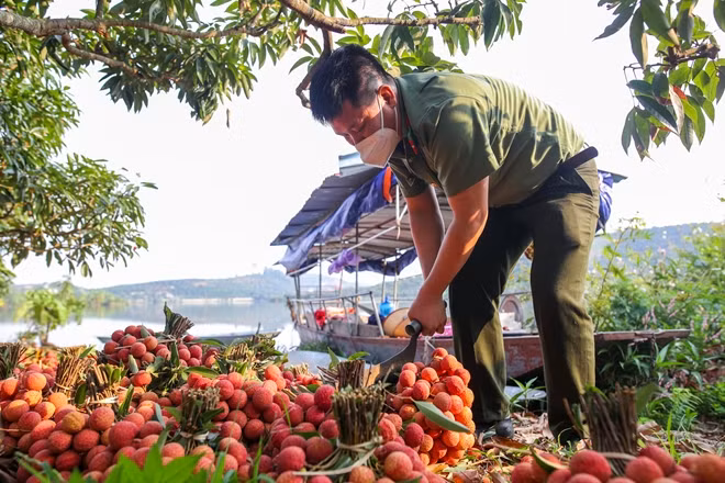 Vải sau khi thu hoạch cũng sẽ được các chiến sĩ công an cắt cuống, xếp lên thuyền để vận chuyển tới địa điểm tiếp theo.