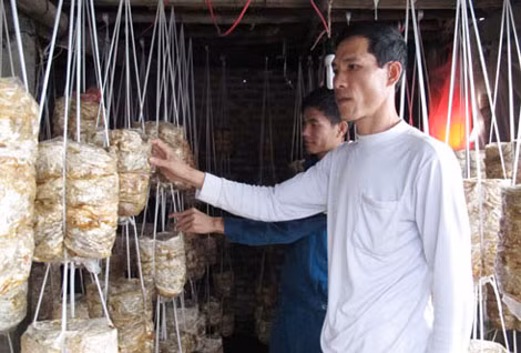 Anh Thành kiểm tra công việc sản xuất nấm tại cơ sở. Ảnh: N.H.