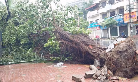 Cây đa nhiều năm tuổi đầu ngõ 25b Cát Linh cũng phải bật rễ trước cơn bão số 1. Ảnh: Thu Hải.
