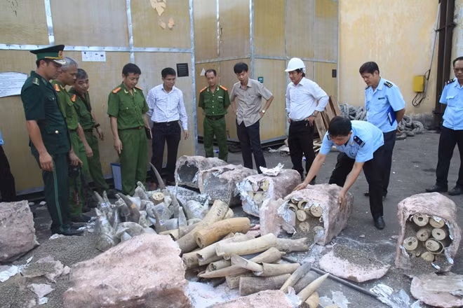 Vụ vận chuyển ngà voi ngụy trang trong 2 lô hàng đá cẩm thạch...