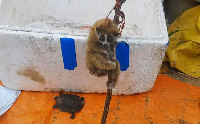 Con cu li, rùa núi cũng được người dân đem bán.