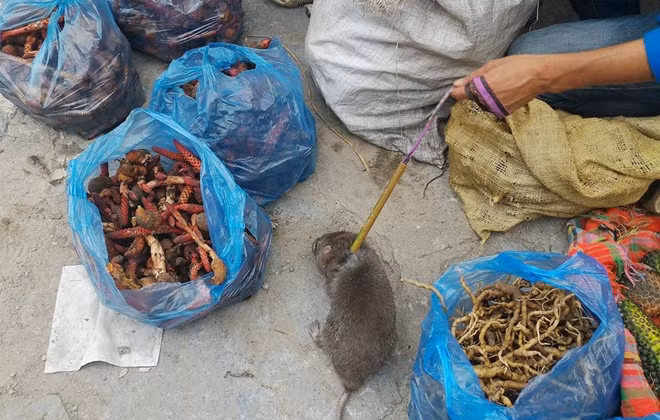 Người dân bán con dúi (một loài gặm nhấm); ba kích, nấm ngọc cẩu