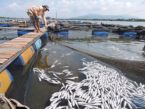 Cá chết trên sông Chà Và Cá chết trên sông Chà Và