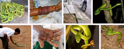 Rắn lục đuôi đỏ và những nạn nhân của nó.