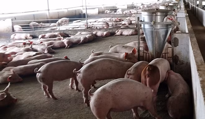 Quảng Nam triển khai nhiều giải pháp cấp bách nhằm không để dịch tả lợn châu Phi lây lan diện rộng (Ảnh minh họa).