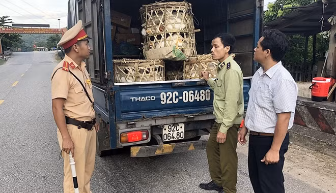Đội CSGT số 2 được huy động hỗ trợ kiểm tra, kiểm soát dịch tả lợn châu Phi tại huyện Nam Giang.