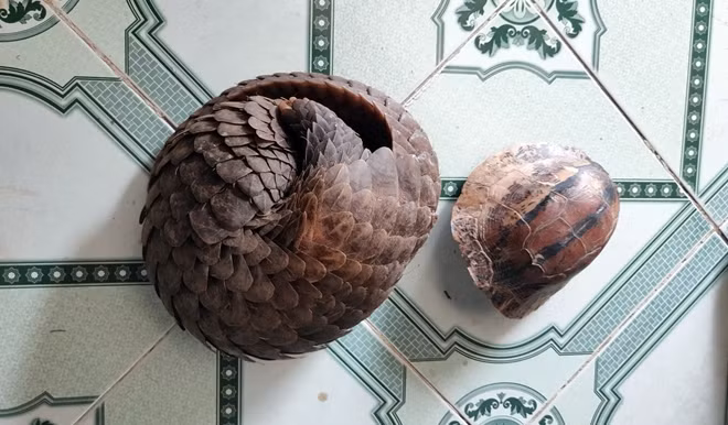 Tê tê và cá thể rùa trán vàng miền Trung quý hiếm được phát hiện trong chuyên án.