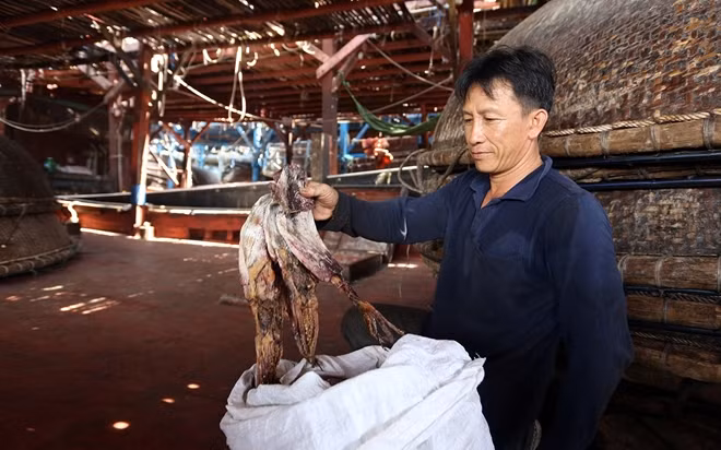Ngư dân Quảng Nam lao đao vì mực khơi khô không tiêu thụ được.