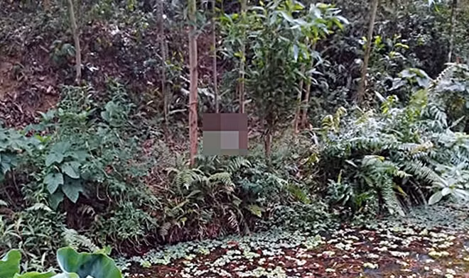 Thi thể của ông A. được người dân phát hiện trong khu vực rừng keo.