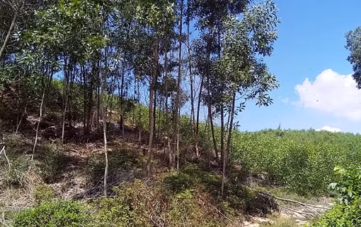 “Vẽ” dự án nghĩa trang để khai thác đất san lấp?