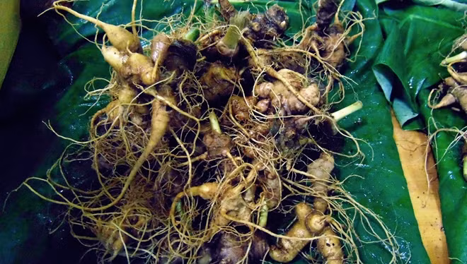 Sâm củ Ngọc Linh được bày bán tại phiên chợ sâm.