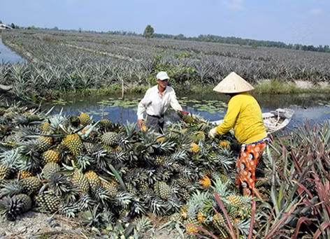 Tranh thủ thu hoạch khóm chạy mặn tại TP.Vị Thanh (Hậu Giang)