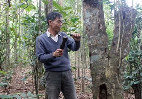 Ông Hùng đang thực hiện kỹ thuật lấy trầm trên những cây dó bầu cổ thụ.