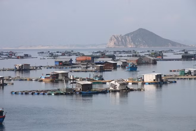 Người nuôi tôm, cá ở vịnh Vũng Rô tất bật giằng neo lồng bè để tránh bão. Ảnh : Hữu Toàn