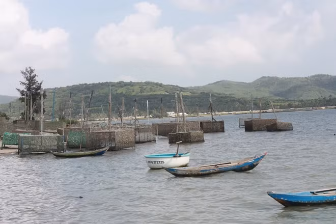 Một số ngư dân ở vịnh Xuân Đài, thị xã Sông Cầu chủ động kéo lồng bè vào bờ, thu hoạch sớm tôm, cá để giảm thiểu thiệt hại. Ảnh : Hữu Toàn