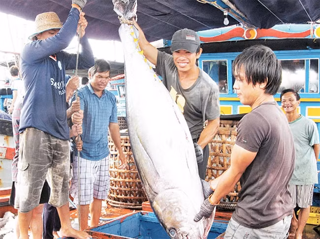 Hàng chục năm qua, nghề câu cá ngừ đại dương là một mũi nhọn kinh tế thủy sản của ngư dân ở khu Nam Trung bộ. Ảnh : Hữu Toàn - Ngọc Chung Hàng chục năm qua, nghề câu cá ngừ đại dương là một mũi nhọn kinh tế thủy sản của ngư dân ở khu Nam Trung bộ. Ảnh : Hữu Toàn - Ngọc Chung