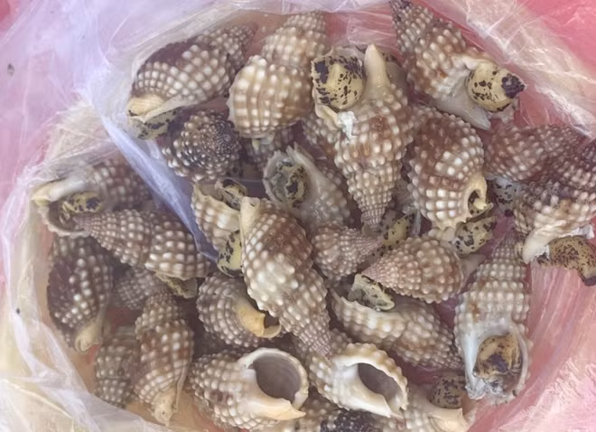 Những con ốc lạ do ba ngư dân lặn bắt ở vùng biển ven đảo Khải Lương, xã Vạn Thạnh, huyện Vạn Ninh đã khiến cho 1 người tử vong, 2 người cấp cứu sau khi hấp ăn và bị ngộ độc