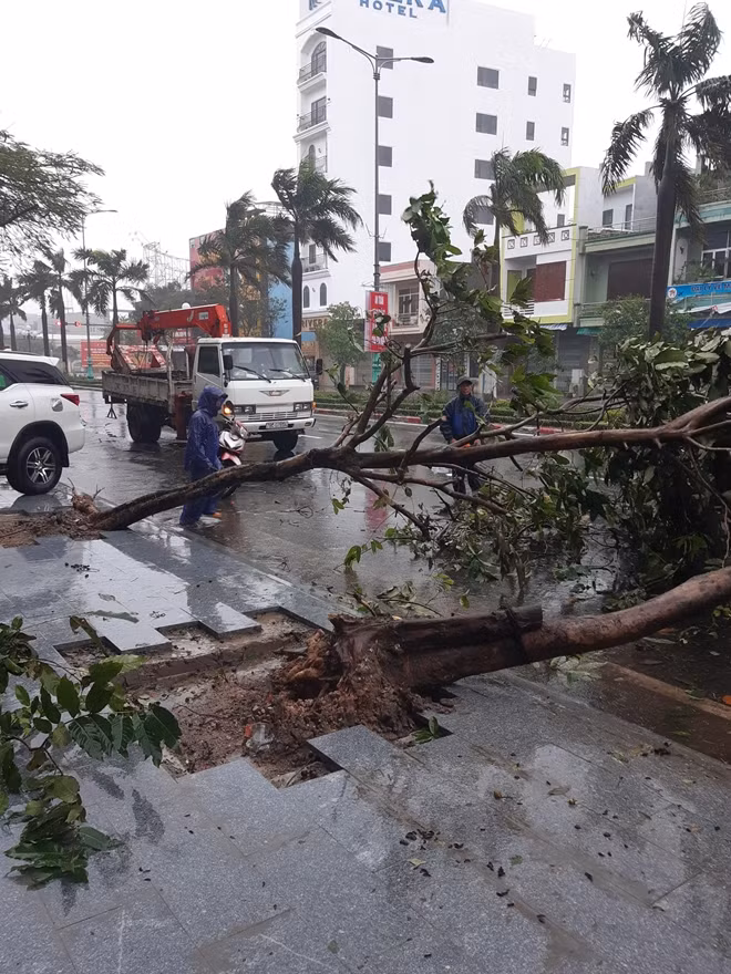 Cơn bão số 12 đã quật đổ nhiều cây xanh trên đường phố Tuy Hòa đổ ngã