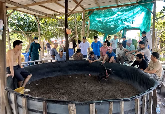 Tụ điểm đánh bạc núp bóng chọi gà trước khi bị triệt xóa.