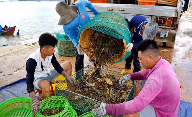 Người dân thị xã Sông Cầu - "thủ phủ" tôm hùm ở Phú Yên bán tôm với số lượng hạn chế vì chưa đến cao điểm thu hoạch.