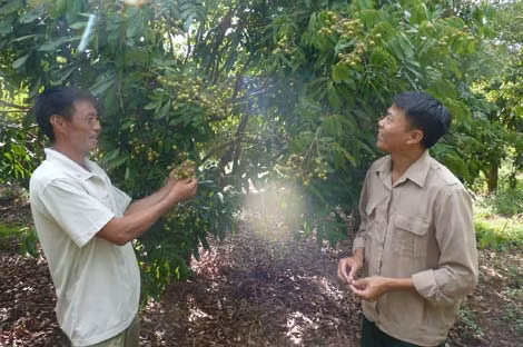 Anh Khánh (bên trái) tâm sự về cách trồng ghép nhãn.