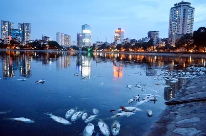 Hàng nghìn con cá chết trôi dạt vào bờ.