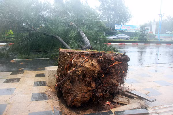 Cây dương bị quật ngã trên đường Thùy Vân, Vũng Tàu. Ảnh: Nguyễn Khoa. Cây dương bị quật ngã trên đường Thùy Vân, Vũng Tàu. Ảnh: Nguyễn Khoa.