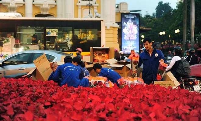 Hoa Đà Lạt được mang ra để trang hoàng cho Hà Nội, phục vụ Hội nghị.