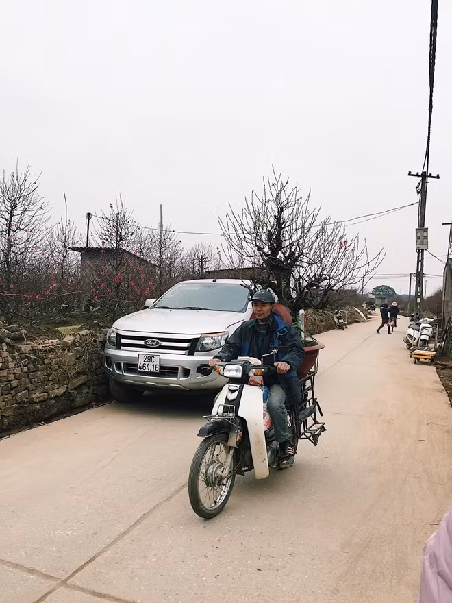 Dù đào đang năm nay đẹp hơn mọi năm nhưng tình hình giá cả cũng không tăng cao. Đào cành giao động từ 100-800 nghìn đồng (tùy dáng và kích thước). Đào thế giá trung bình từ 5-10 triệu đồng/ cây bao gồm cả cho thuê lẫn bán. Tuy nhiên có nhiều gốc đào cổ thụ được ươm tưới kĩ càng giá có thể lên tới hàng chục thậm chí cả trăm triệu.