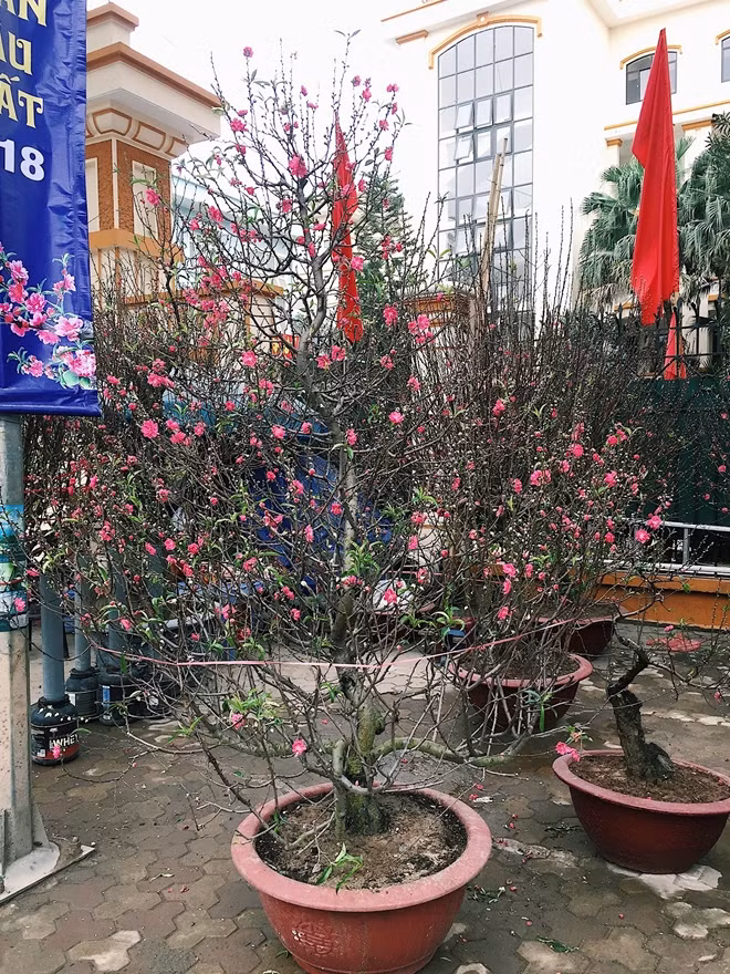 Số lượng đào nhiều nhưng giá cả không chênh lệch nhiều so với Tết Đinh Dậu là do người mua hàng còn chờ giá đào giảm những ngày sát Tết.