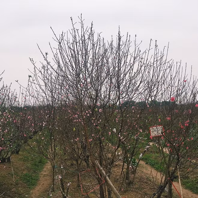 Cũng như mọi năm, đào có nhiều loại khác nhau để đáp ứng nhu cầu đa dạng của người chơi đào. Ngoài đào bích và đào phai là hai loại không thể thiếu còn có đào trắng hay đào ghép cũng được nhà vườn chăm sóc khá kĩ càng.