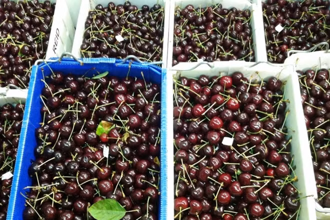 Australia xuất khẩu trên 5.600 tấn cherry trong khoảng thời gian 2015-2016.