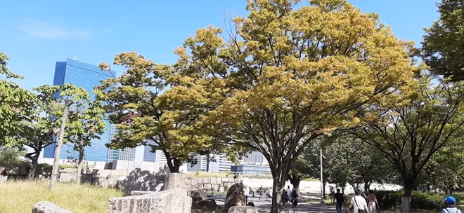 "Cây vàng" ở một góc phố của thủ đô Tokyo