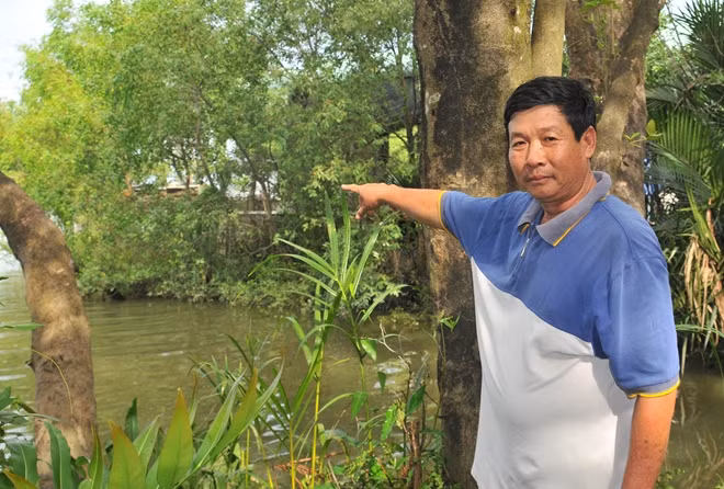 Ông Trần Văn Mến với những cây mắm chống sạt lở Ông Trần Văn Mến với những cây mắm chống sạt lở