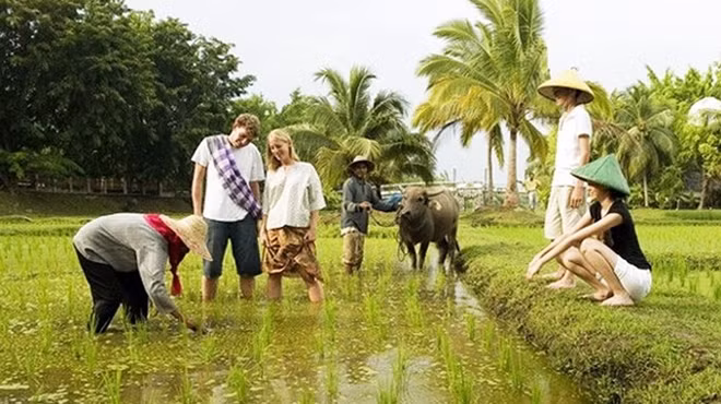 Mô hình homestay ở Hội An với các chương trình ra đồng cùng nông dân thu hút được đông đảo du khách nước ngoài.