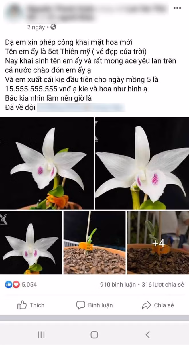 Rao bán cây 5ct Thiên Mỹ với giá 15 tỉ đồng.