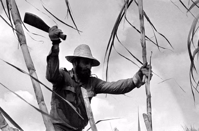 Fidel Castro chặt cây mía đường ở Cuba. ảnh: Getty Imagine.