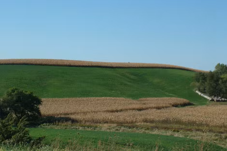 Miền trồng ngô Iowa. Miền trồng ngô Iowa.