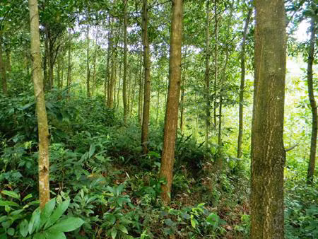 Đồi cây keo (ảnh minh hoạ).
