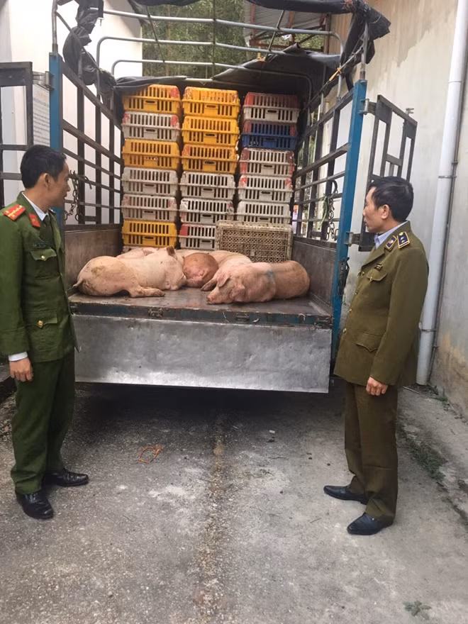 180kg lợn thịt và 300kg lợn còn sống được vận chuyển từ vùng công bố dịch tả lợn châu Phi tại Hòa Bình đang trên đường đi tiêu thụ thì bị phát hiện.