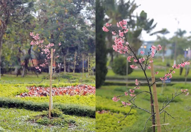 Những cây hoa anh đào sau hơn 1 năm sinh trưởng tốt đã nở ra những bông hoa vào dịp Tết nguyên đán.