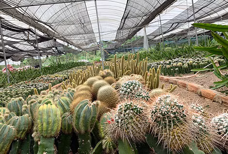 Tuấn ghép được nhiều mẫu xương rồng đẹp và độc đáo.